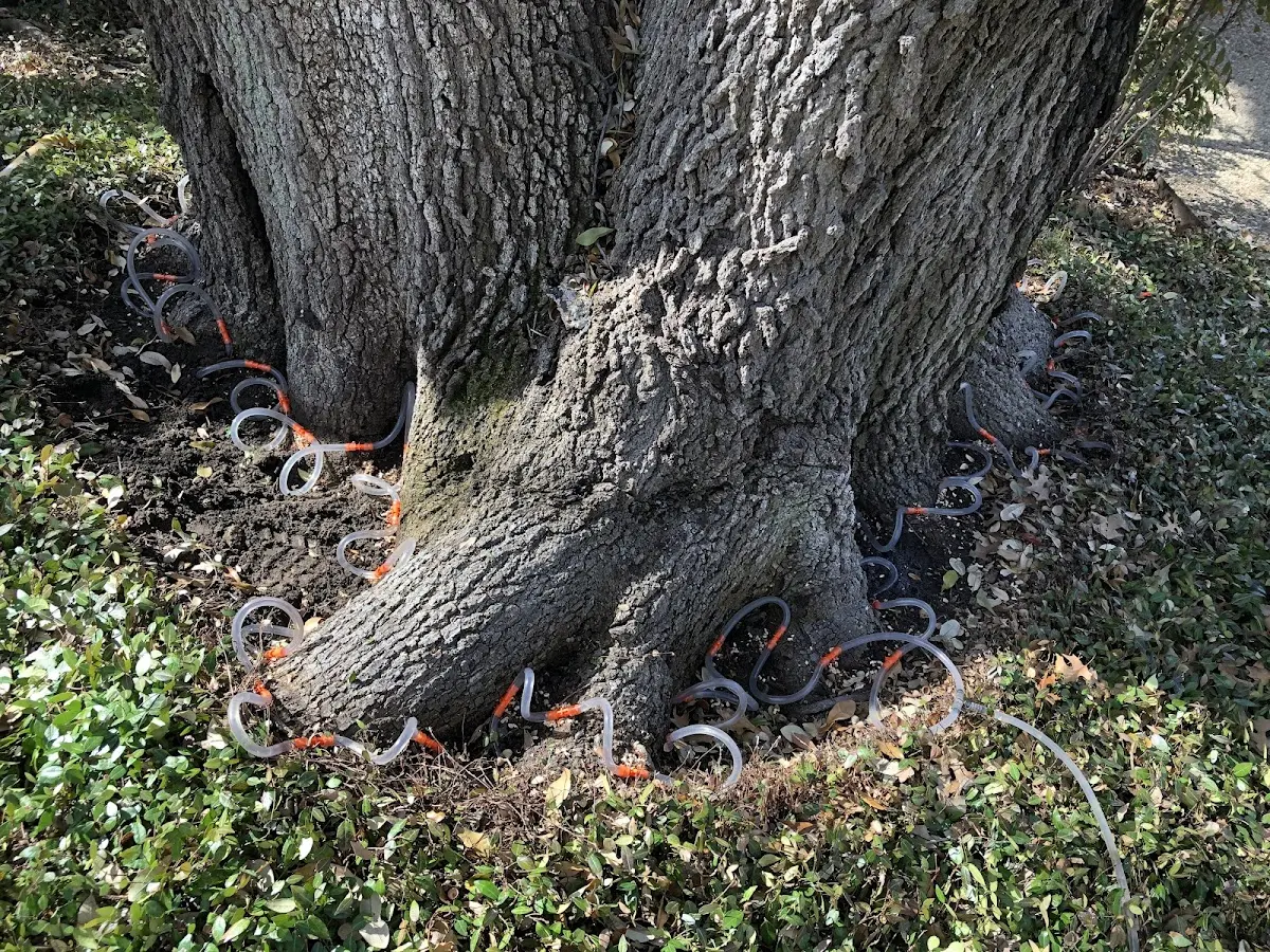 Detailed Tree Cabling and Bracing job site in New Munich
