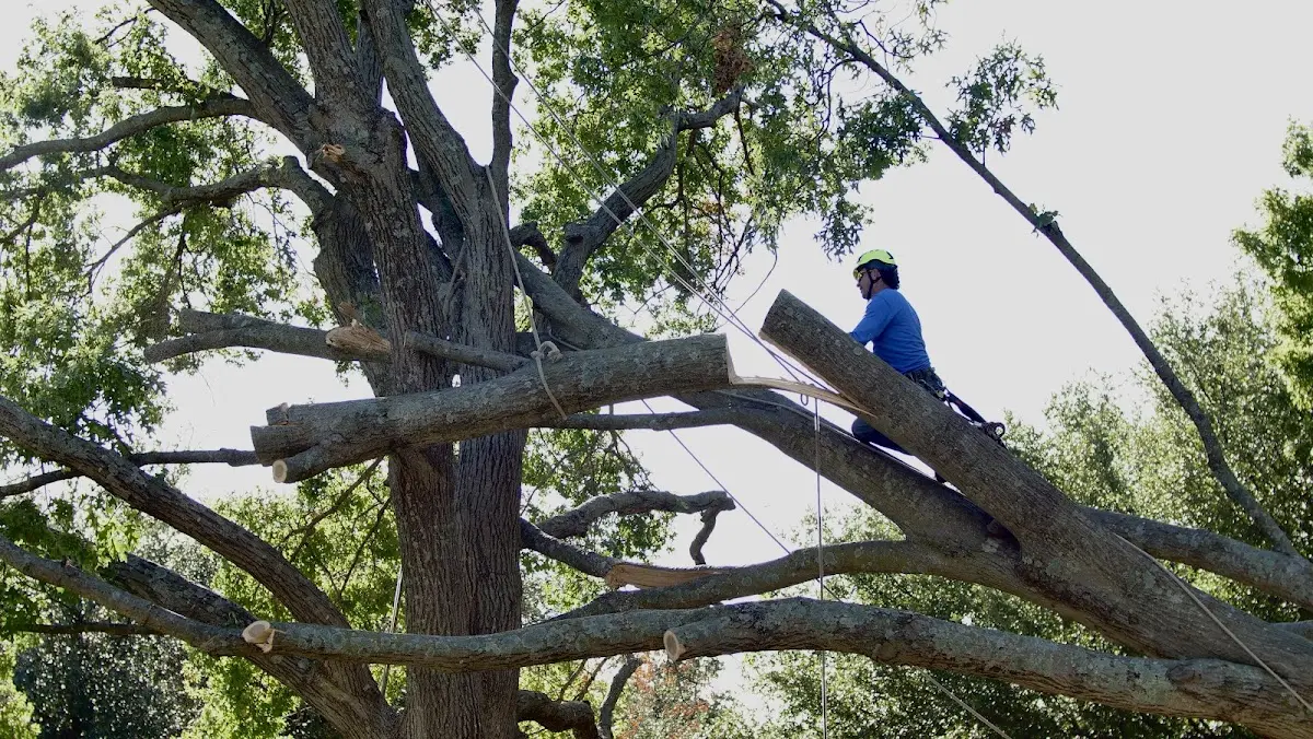 Professional Hazardous Tree Removal performed by certified arborists in New Munich